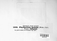 Phyllactinia guttata image